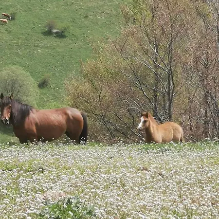 Std Cvetkovic Frühstückspension