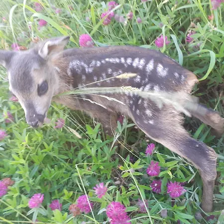 Std Cvetkovic ベッド・アンド・ブレックファスト Crni Vrh