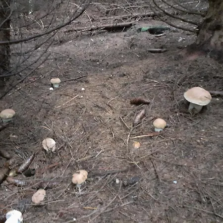 Std Cvetkovic Crni Vrh