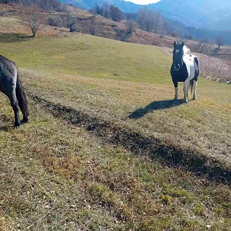 ベッド・アンド・ブレックファスト Std Cvetkovic Crni Vrh