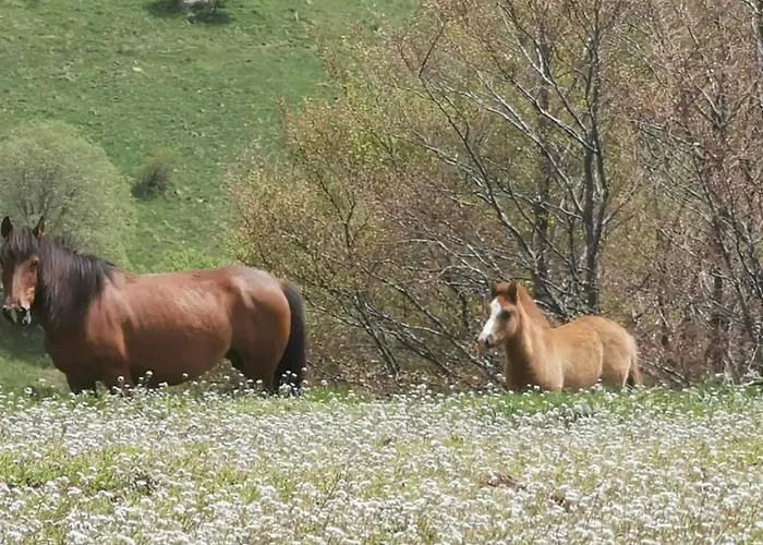 Std Cvetkovic فندق مبيت وإفطار