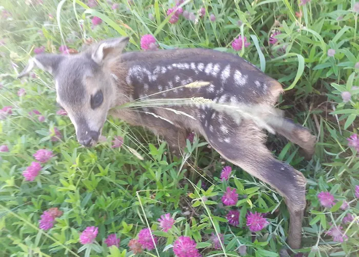 Std Cvetkovic فندق مبيت وإفطار Crni Vrh