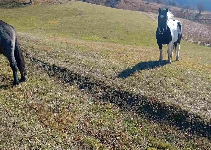 فندق مبيت وإفطار Std Cvetkovic Crni Vrh